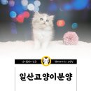 캣파라다이스 일산점 이미지