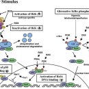 Crosstalk of reactive oxygen species and NF-κB signaling 이미지