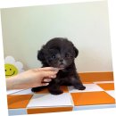 행복중심고양파주생협덕양매장 | 의정부에서 강아지분양, 퍼피에몽에서의 행복한 경험