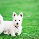 꿀강아지 이미지