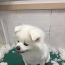 뽀삐애견샵 이미지