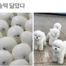 궁 잔기지떡 이미지