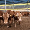 한우축사(2) 이미지