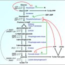 ﻿당분해 효소(glycolytic enzyme) 억제제의 효과적인 암세포 살상작용 (1) 이미지