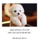 도그마루 강아지 고양이 마포용산점 이미지
