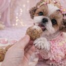 여시까까 이미지