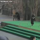 중국 반달곰 공연 대참사.gif 이미지