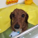 디어댕댕 이미지