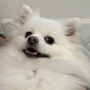 또오개 이미지