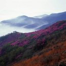 영취산 진달래 축제 이미지