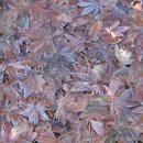 물향기 유치원 이미지