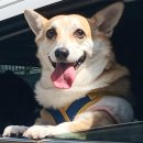 우리집 댕댕이 이미지