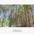 팔영산편백치유의숲일반동 이미지