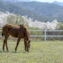 강원대학교 동물생명과학대학 부속목장 이미지