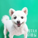 뭉치네 미용실 이미지