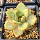 대련농장 이미지