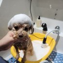 꽃내음나개 이미지