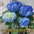 한낮의 꿈 4054 | 초보 식집사가 반한 수국 키우기, 실패 줄이는 관리 방법 정리