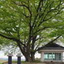 용산리경로당 | 김제여행, 금산면 용산리 느티나무(보호수, 고유번호: 9-16-11-1-2)
