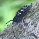 귀한 대접받던 &#39;유리알락하늘소&#39;..&#39;세계 100대 유해 외래생물&#39;에 지정된 까닭은? 이미지