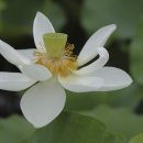 천월당