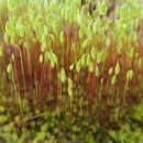 영광열쇠 이미지