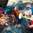 풍년꽃게 이미지