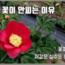 작약 꽃이 피지 않는 이유 / 힐링타임 동영상 이미지