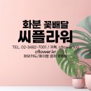 황금죽 | 부산 기장군 일광읍 개업식 화분 황금죽 꽃배달 / 꽃말