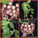 호야치킨 이미지