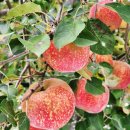 김삿갓사과농원 이미지