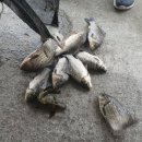 성호1좌대 이미지