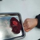 동인동물메디컬센터 | 희동 17세 간 담도암 수술 2년9개월차 검진 (간암,담도암,담관세포암,간종양) , 우리들동물메디컬센터