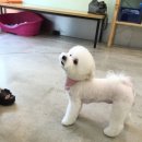 에코펫케어 네이버블로그