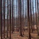 멍레스트 이미지