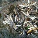 물고기삼촌 이미지