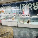 애견갤러리 강아지분양 애견샵 이미지