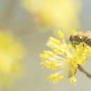 민속무용 이미지