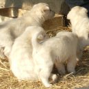 청화오리 이미지