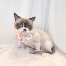 양이멍이 이미지