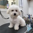 까끼애견미용 이미지