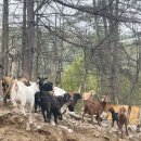 영웅농장 | “흑염소진액살찌나요? 염소농장 대표가 직접 알려드립니다.