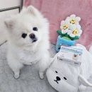 🩵반려견 관절 영양제 &#34;네이쳐스키&#34; 초록입홍합오일🩵 (1)