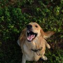 대한리트리버 이미지