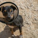 윤신근박사동물병원 이미지