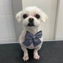 투투 동물병원 이미지