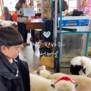 새별 | 겨울제주) 애월 아이와 가볼만한곳, 새별프렌즈 다녀온 후기