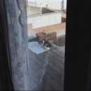 까망꿀꿀이 | # 일상 : 크리스마스 : 직구 :