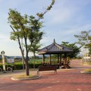 지산3로 | 연꽃 봉오리 가득한 지산샛강, 저녁 산책 명소 후기