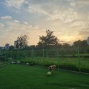 대박펫살롱 이미지